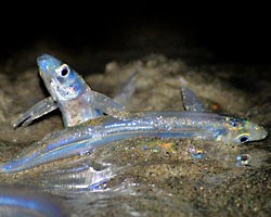 Grunion Monitoring